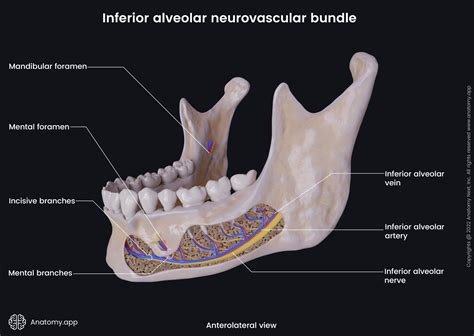 Mandibular Nerve Cn V3 Encyclopedia Anatomy App Learn Anatomy