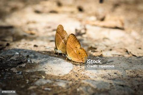 Many Pieridae Butterflies Gathering Water On Floor Stock Photo Image