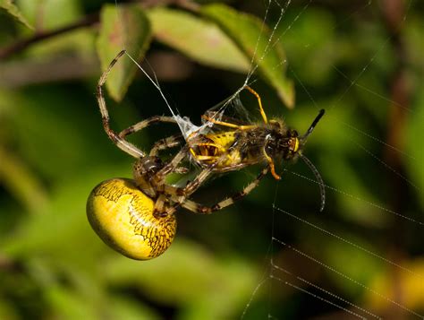 Marbled Orb Weaver Spider Paul Biggs Flickr