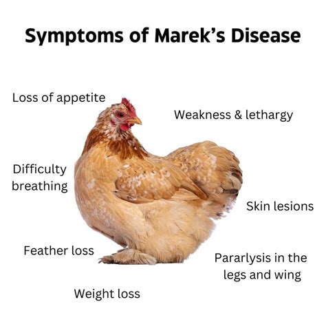 5 Tips Marek Disease