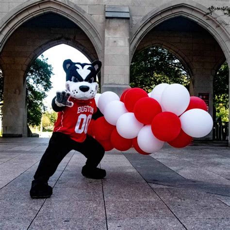 Boston University Mascot Rhett the Terrier