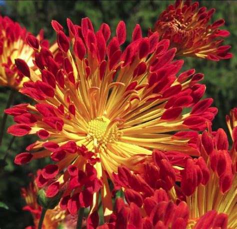 Matchstick Perennial Mum Plant Planting Mums Perennials Plants