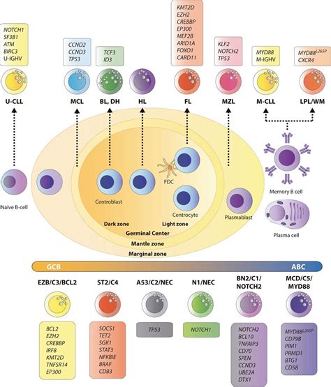 Mature B Cell Malignancies Classification According To Their Normal
