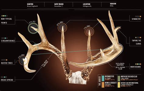 Measuring Antlers 4 Ways To Score A Deer S Rack Elk Hunting