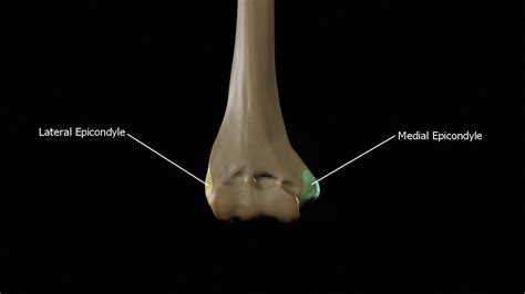 Medial Epicondyle Of Humerus