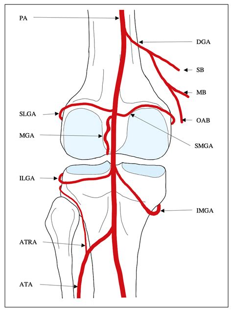 Medial Superior Genicular Artery Popliteal Artery Tib Open I
