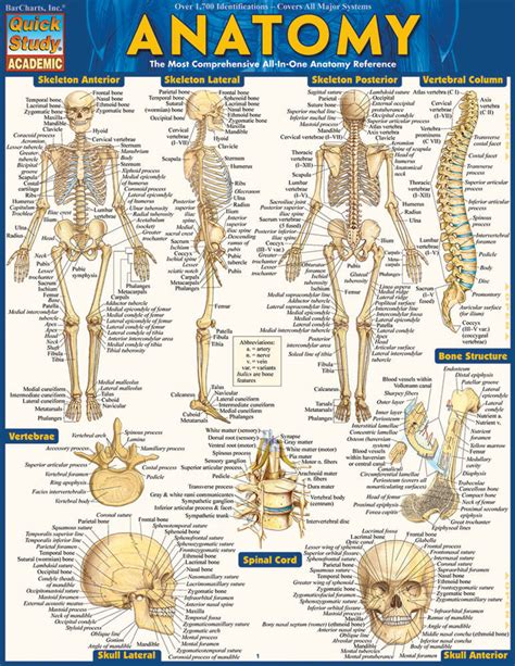 Medical Anatomy Terms Anatomical Charts Posters
