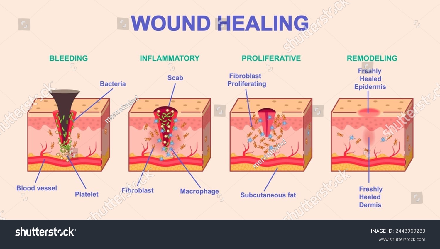 Medical Term For Scab