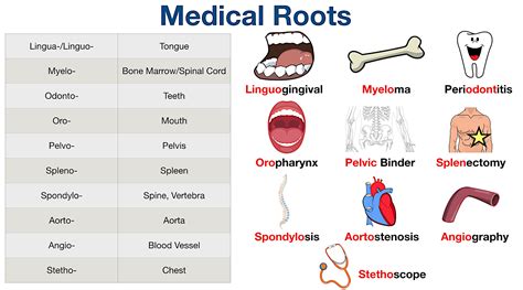 Medical Terminology List Root Word Prefix Suffix Meanings And Course