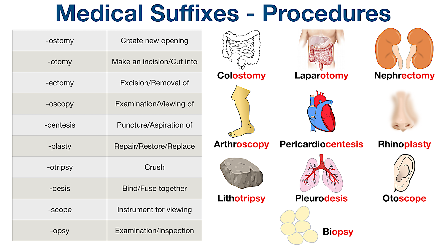 Medical Terminology Prefix Suffix Medical Terminology Root Words