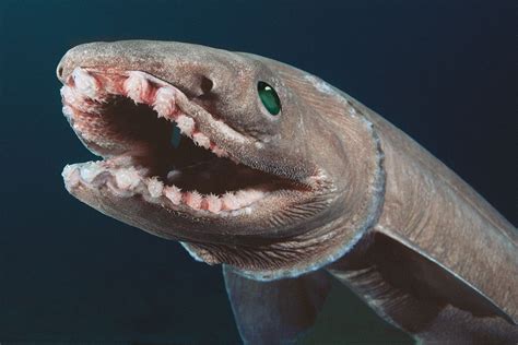 Meet The Fascinating Frilled Shark Dutch Shark Society