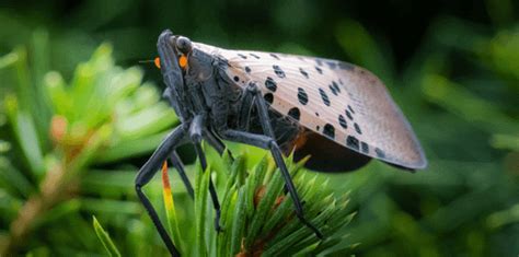 Meet The Spotted Lanternfly S Natural Predators Fox43 Com
