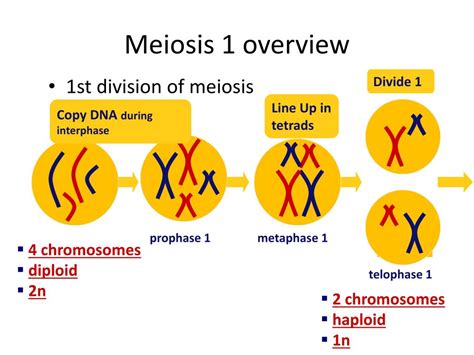 Meiosis Ch Ppt Download