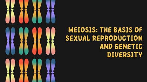Meiosis The Basis Of Sexual Reproduction And Genetic Diversity