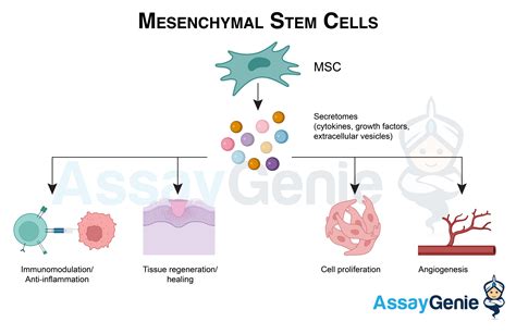 5 Mesenchymal Stem Cell Breakthroughs