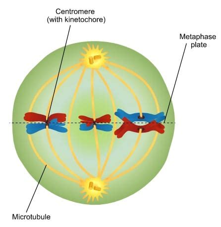 Metaphase 1 in Meiosis Explained