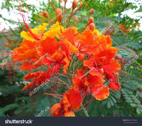 Mexican Bird Paradise Stock Photo 435739642 Shutterstock