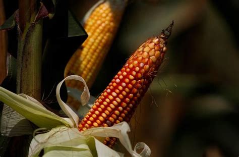 Mexico Researchers Show Progress On Drive To Replace Us Corn Imports