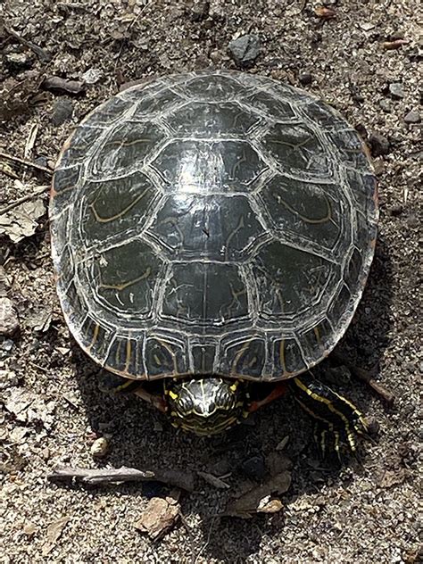 Minnesota Seasons Painted Turtle