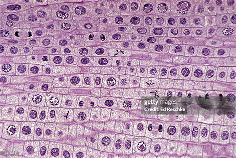 Mitosis Phases Onion Root Tip