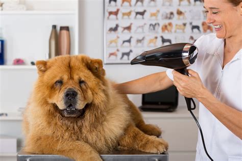 Mobile Dog Grooming Colorado Springs Services