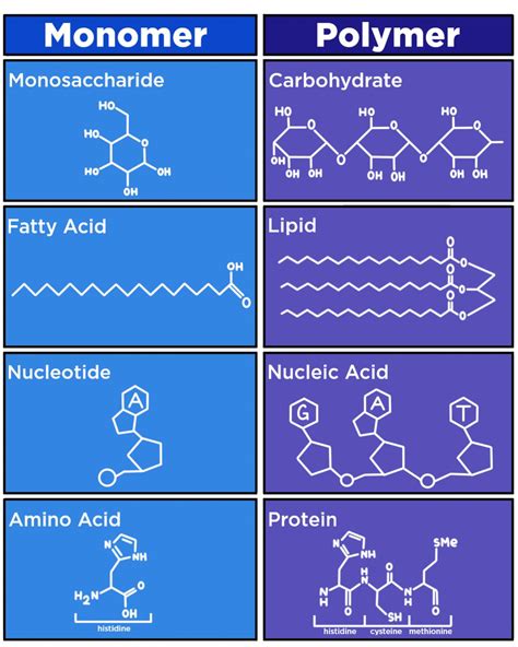Monomers And Polymers Of Carbohydrates Lipids Proteins And Nucleic Acids