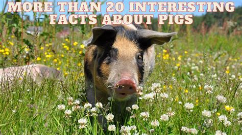 More Than 20 Interesting Facts About Pigs Youtube
