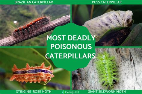 Most Deadly Poisonous Caterpillars In The World With Photos