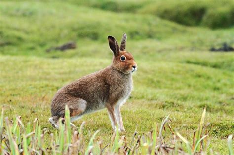Mountain Hare Coniferous Forest
