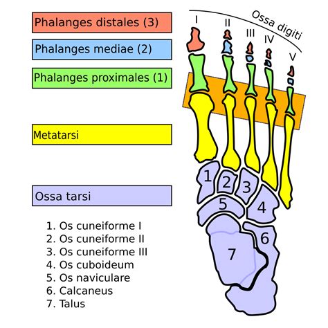 Mtp Medical Abbreviation