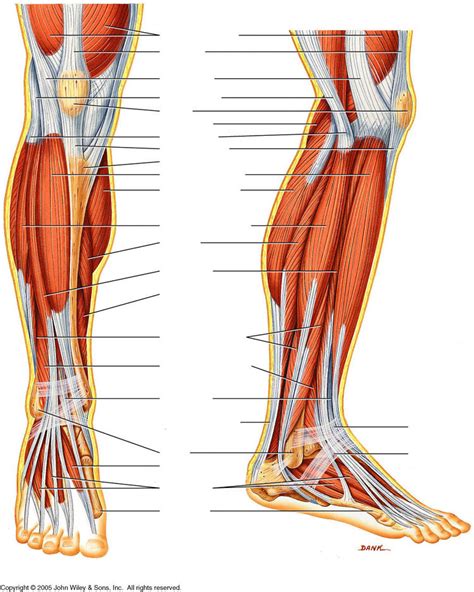 Muscles Of The Lower Leg Diagram Quizlet