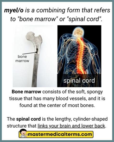 Myel O Master Medical Terms