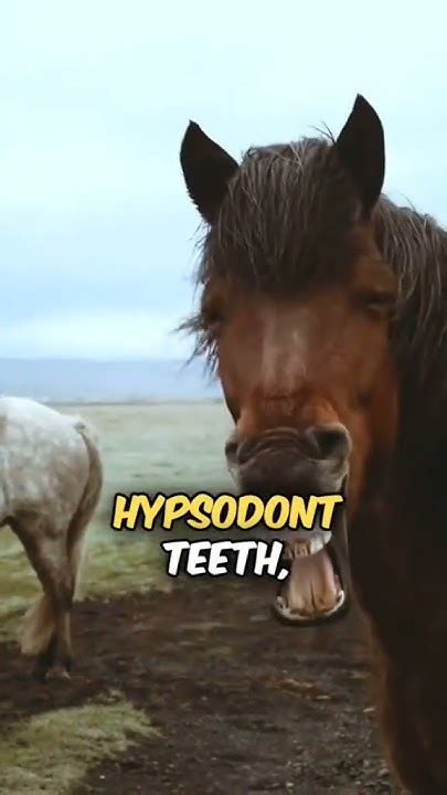 Mythical Night Vision 5 Astonishing Horse Facts Youtube