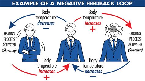 Negative Feedback Loop Example