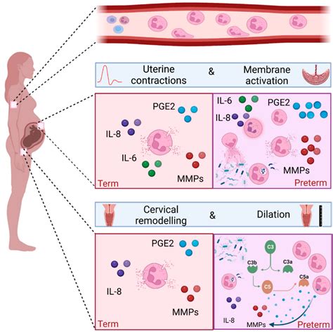 Neutrophils Absolute High Pregnancy