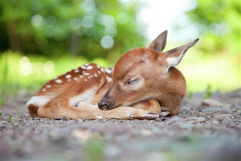 Newborn White Tailed Deer Fawn