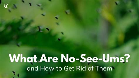 No See Ums What They Are And How To Get Rid Of Them