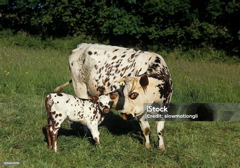 Normandy Cow With Calf French Domestic Cattle Stock Photo Image Of