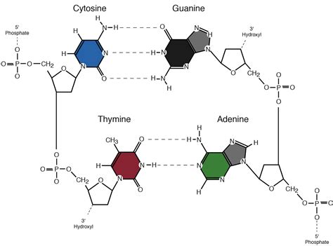 Nucleotides And Bases Genetics Generation