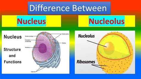 5 Nucleus Vs Nucleolus Facts