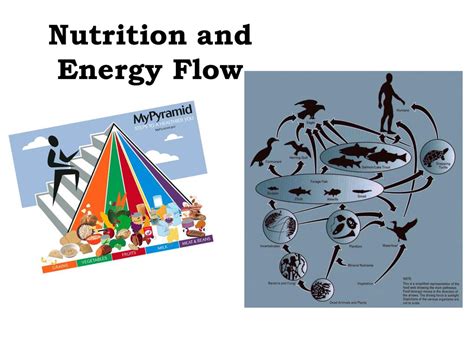 Nutrition And Energy Flow Ppt Download