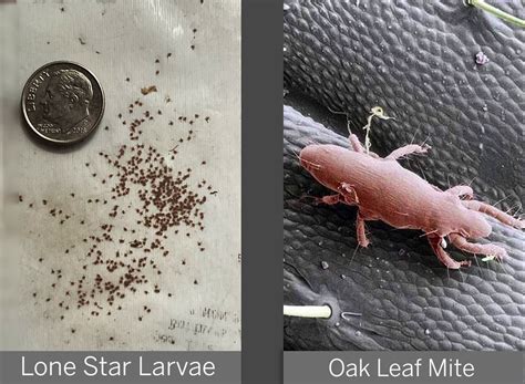 Oak Leaf Itch Mite Symptoms
