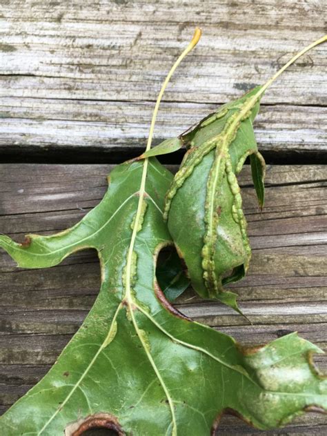 Oak Leaf Itch Mites A Brief Informational Sheet