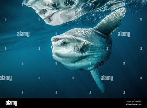Ocean Sunfish Mola Mola Off Halifax Nova Scotia Canada July Stock