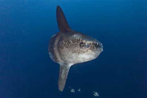 Ocean Sunfish Mola Mola Facts