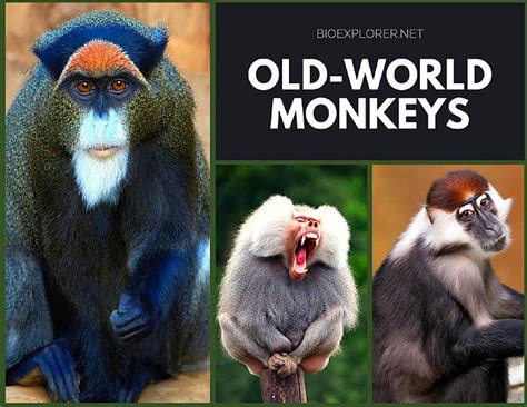 Old World Monkeys Facts