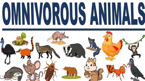 Omnivore Animals Clipart