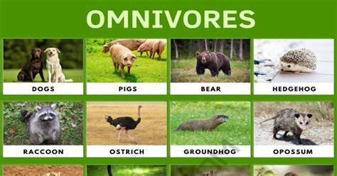 Omnivore List Of Amazing Animals That Are Omnivores 7Esl