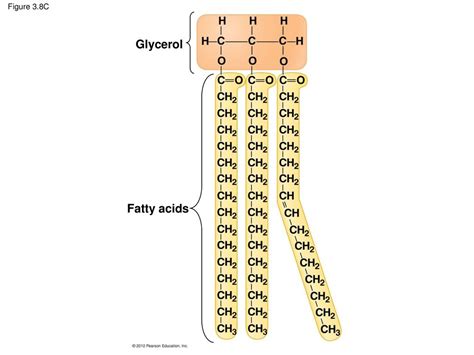 One Glycerol And Three Fatty Acids Fats And Oils Ppt Download