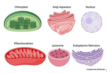 Organelle Nc Dna Day Blog